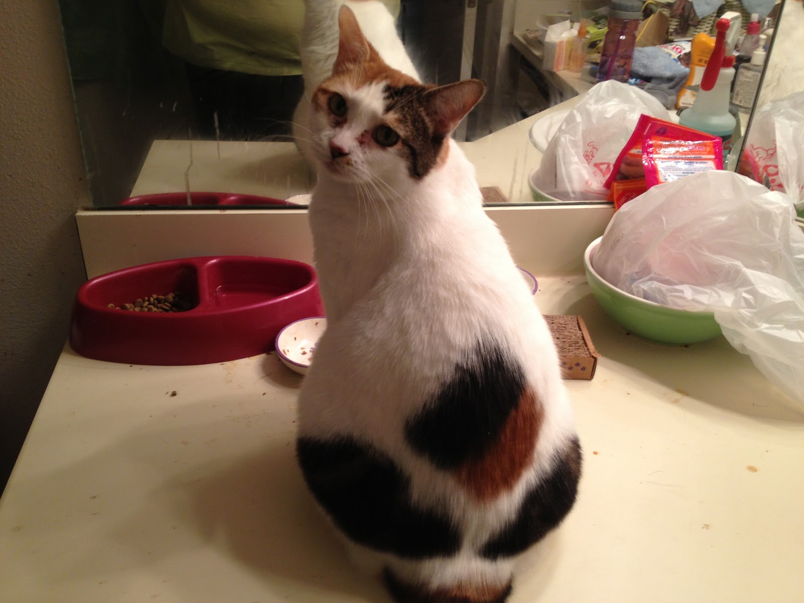 Life With Beagle Crueltyfree review Seventh Generation bathroom